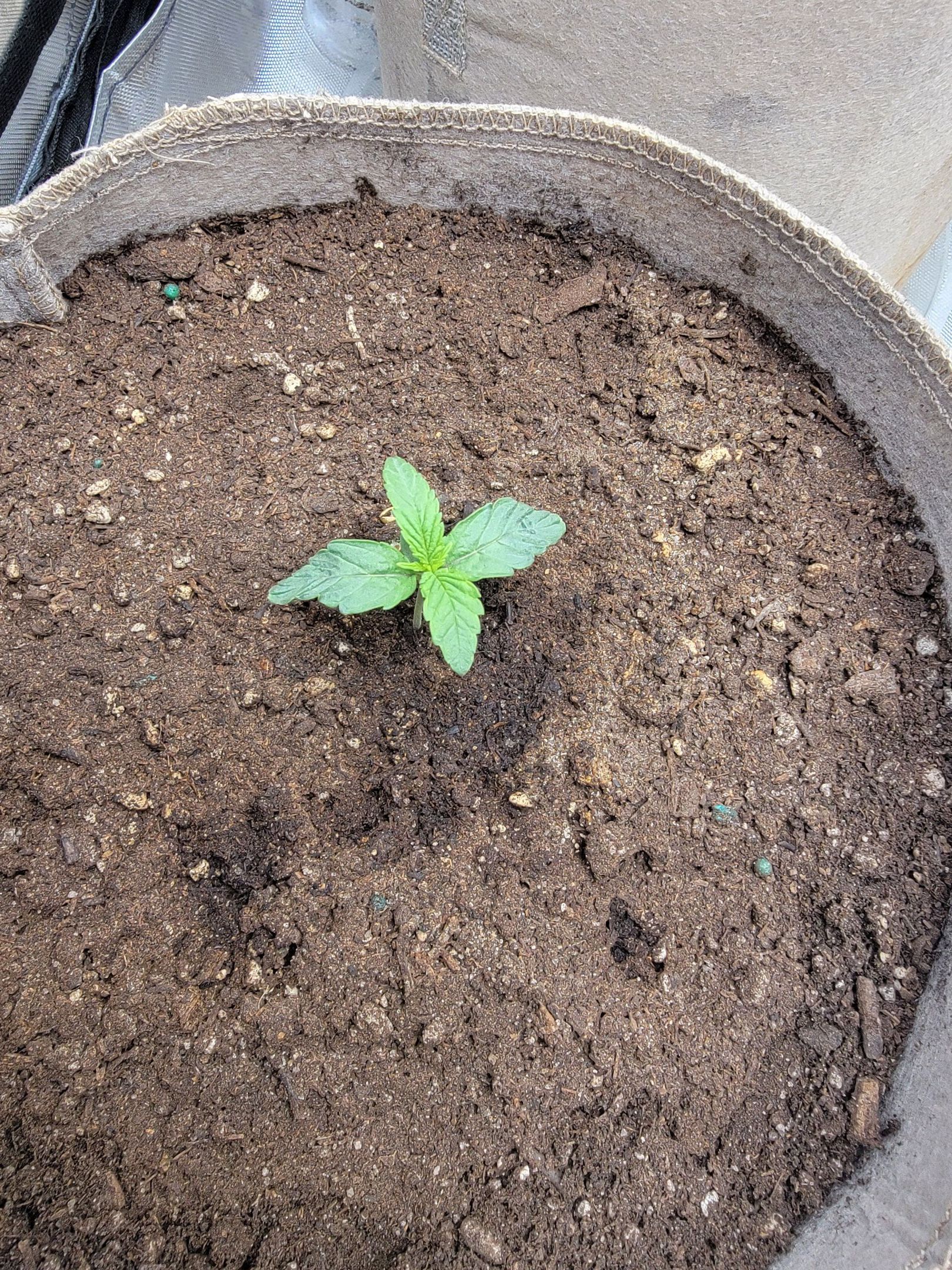 Skywalker OG Auto #2 growlog header