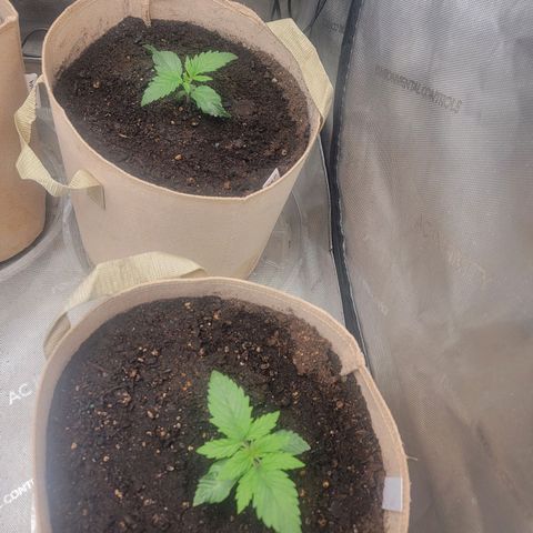 Skywalker OG Auto #2 growlog photo