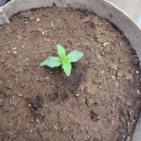Skywalker OG Auto #2 growlog photo