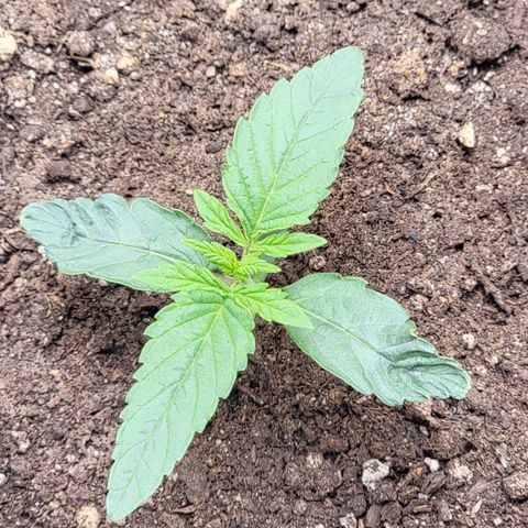 Skywalker OG Auto #2 growlog photo