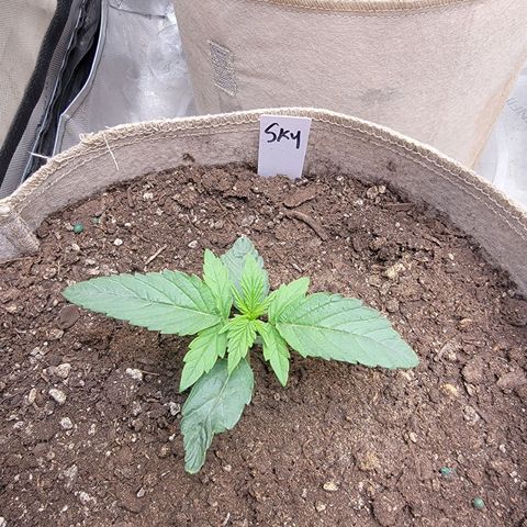 Skywalker OG Auto #2 growlog photo