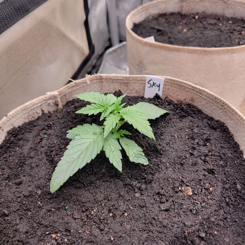 Skywalker OG Auto #2 growlog photo