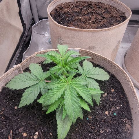 Skywalker OG Auto #2 growlog timeline photo