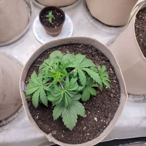 Skywalker OG Auto #2 growlog timeline photo