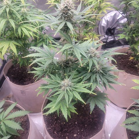 Skywalker OG Auto #2 growlog timeline photo