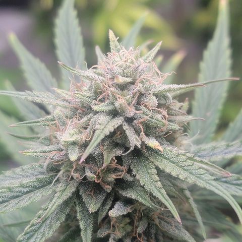Skywalker OG Auto #2 growlog timeline photo