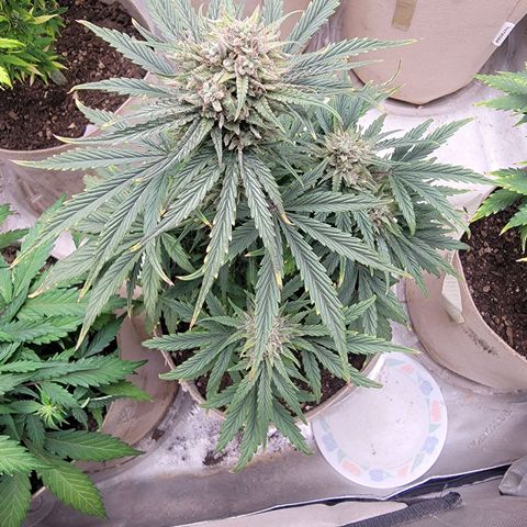 Skywalker OG Auto #2 growlog timeline photo