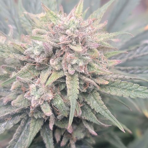 Skywalker OG Auto #2 growlog timeline photo
