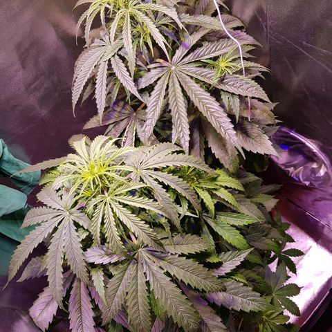 Think different growlog timeline photo