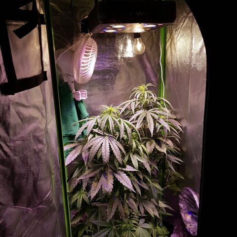 Think different growlog timeline photo