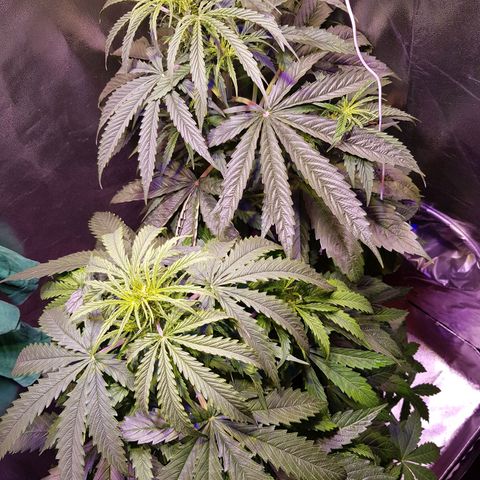 Think different growlog timeline photo