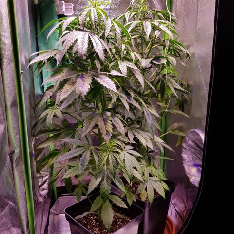 Think different growlog timeline photo