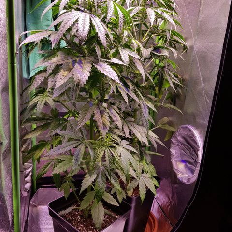 Think different growlog timeline photo