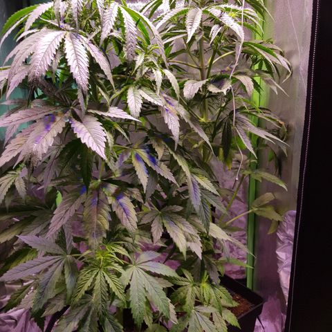 Think different growlog timeline photo