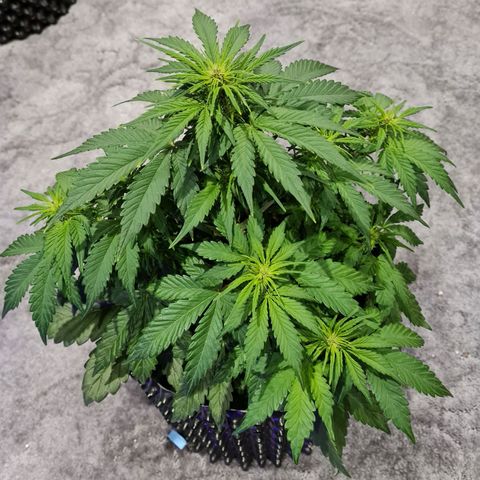 1 #2 growlog timeline photo