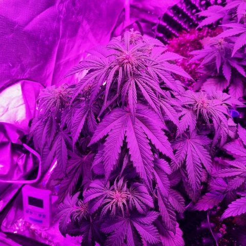 1 #2 growlog timeline photo