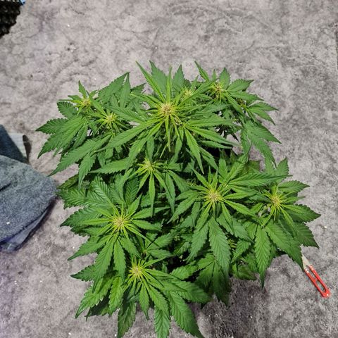 1 #2 growlog timeline photo