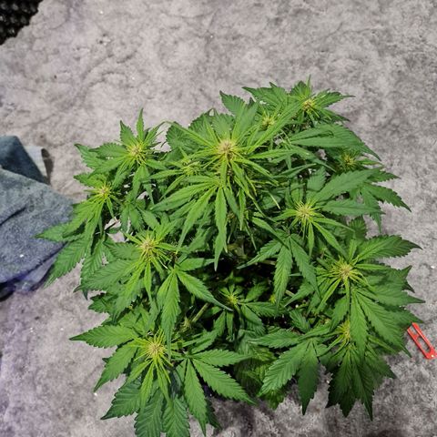 1 #2 growlog timeline photo