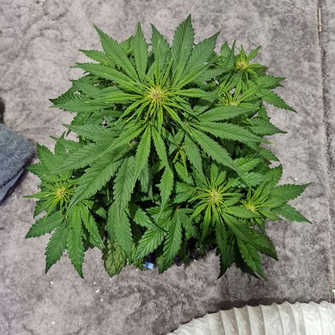 1 #2 growlog timeline photo