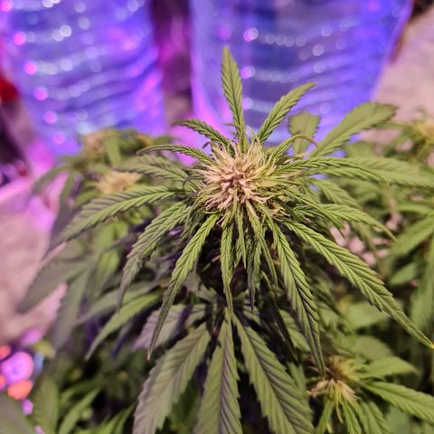 1 #2 growlog timeline photo