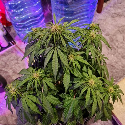 1 #2 growlog timeline photo