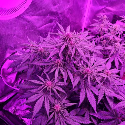 1 #2 growlog timeline photo