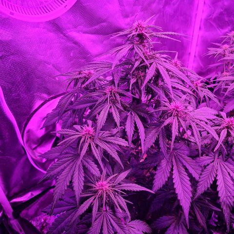 1 #2 growlog timeline photo