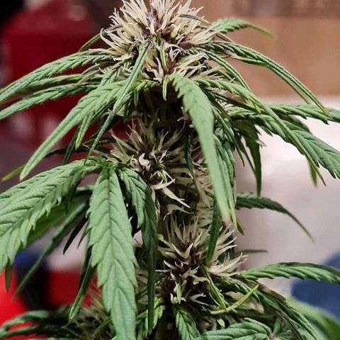 1 #2 growlog timeline photo