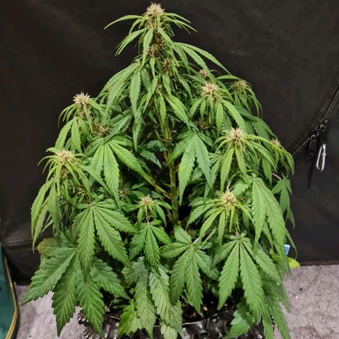 1 #2 growlog timeline photo