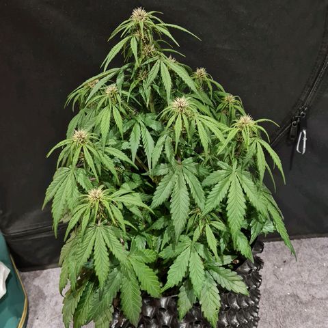 1 #2 growlog timeline photo
