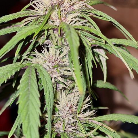 1 #2 growlog timeline photo