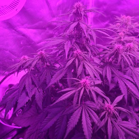 1 #2 growlog timeline photo