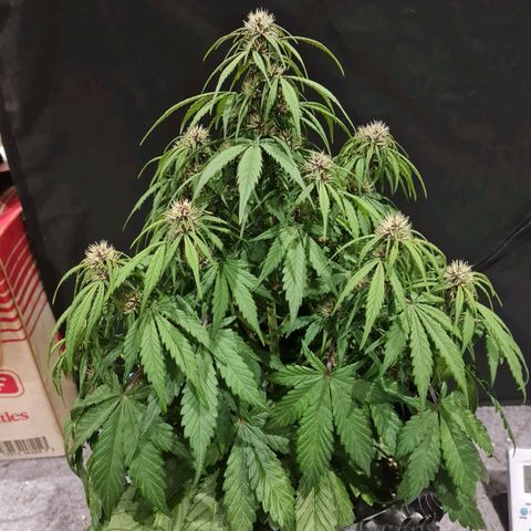 1 #2 growlog timeline photo