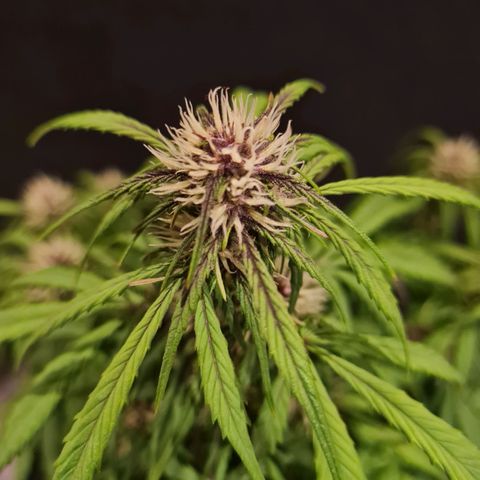 1 #2 growlog timeline photo