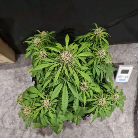 1 #2 growlog timeline photo