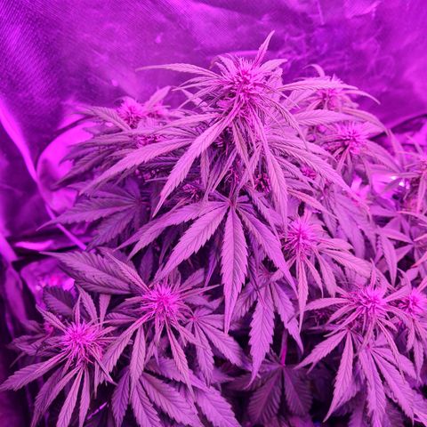 1 #2 growlog timeline photo
