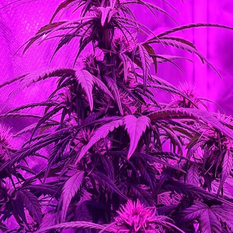 1 #2 growlog timeline photo