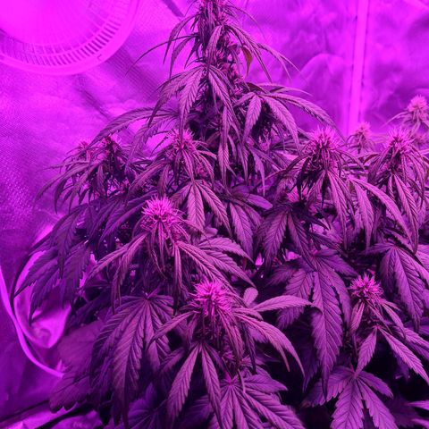 1 #2 growlog timeline photo