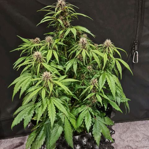 1 #2 growlog timeline photo