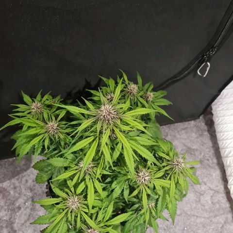 1 #2 growlog timeline photo