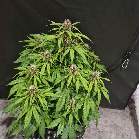 1 #2 growlog timeline photo
