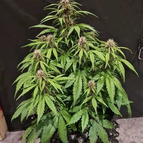 1 #2 growlog timeline photo