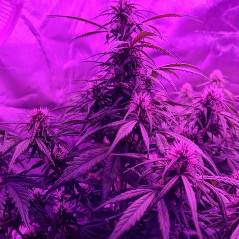 1 #2 growlog timeline photo