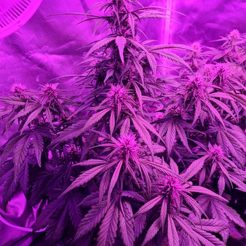 1 #2 growlog timeline photo