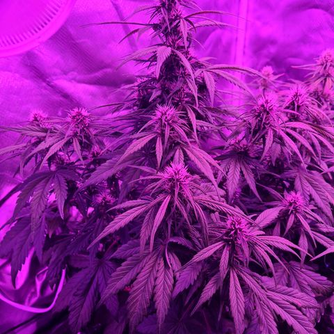 1 #2 growlog timeline photo