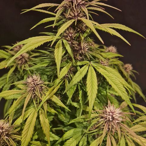 1 #2 growlog timeline photo