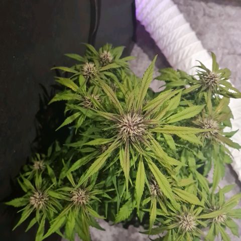 1 #2 growlog timeline photo
