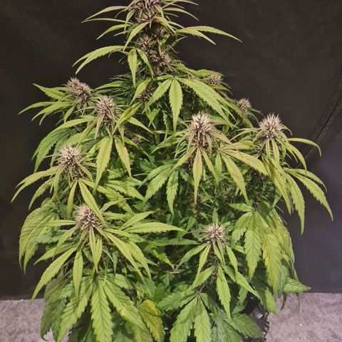 1 #2 growlog timeline photo