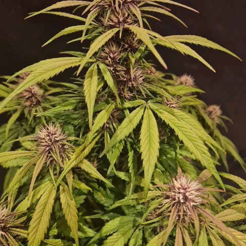 1 #2 growlog timeline photo