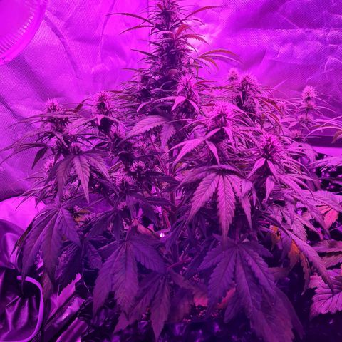 1 #2 growlog timeline photo